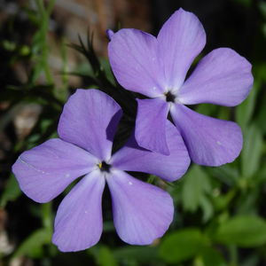 Blue Moon Phlox, Woodland Phlox, Wild Sweet William, Wild Blue Phlox, Phlox divaricata 'Blue Moon'